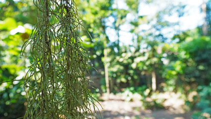 Close-Up of Droplets on Spanish Moss With a Blurry Forest Background