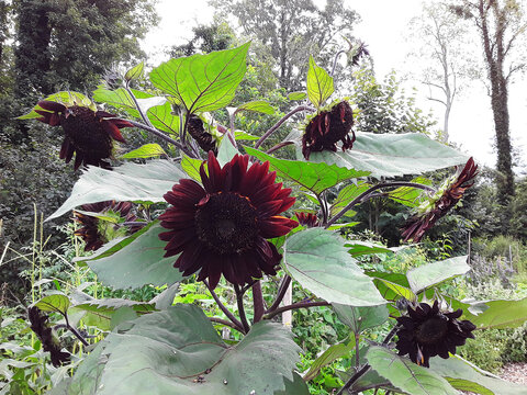 Red Sunflower in the Garden