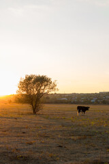 Cow in a yellow field at sunset. Autumn in the village of Boguchar.