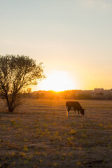 Cow in a yellow field at sunset. Autumn in the village of Boguchar.