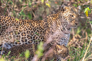 Female Leopard with Cub