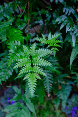 Ferns
