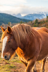 Fototapeta premium Caballo marrón con crines doradas en la montaña