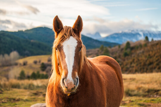 Caballo marr&oacute;n con crines doradas y mancha blanca en prado