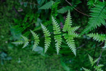 Ferns