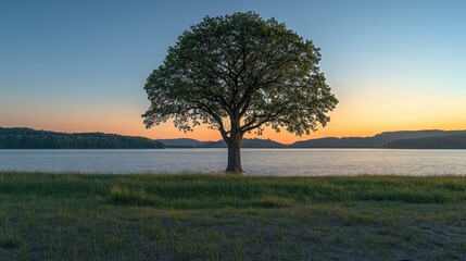 Obraz premium Solitary tree by lake at sunset.