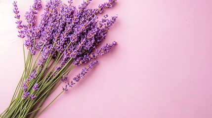 Lavender bouquet on a pink background