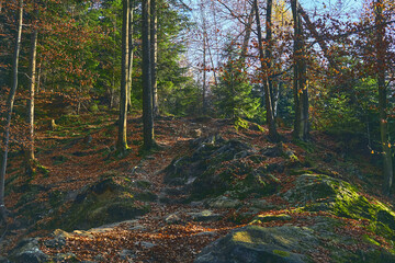 September forest pathway with stones and boulders in bright sunny color