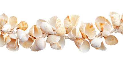Sea shell transparent background