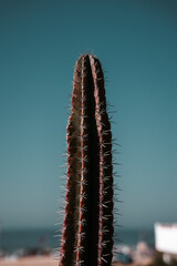 Large cactus plant under a blue sky in the heat