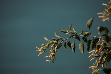 Green leaves on a tree beneath a blue sky