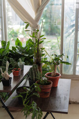 Many potted plants growing near window in bright room