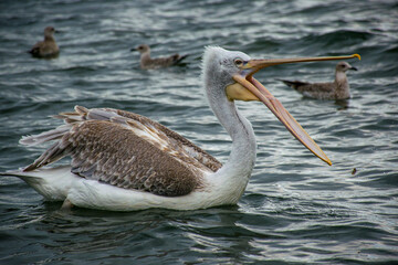 pelican on the beach