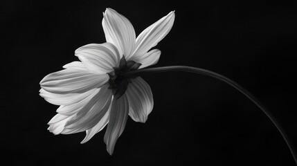 Fototapeta premium A solitary daisy flower in full bloom, elegantly showcased against a sleek black background.