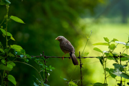 Jungle babler (bird) on the barbed wire in the greeny background. I believe this is a sparrow family. Commo bn in the areas of Tiruppur.