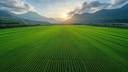 Fototapeta premium Aerial view of vibrant green rice paddy fields at sunset, surrounded by majestic mountains.
