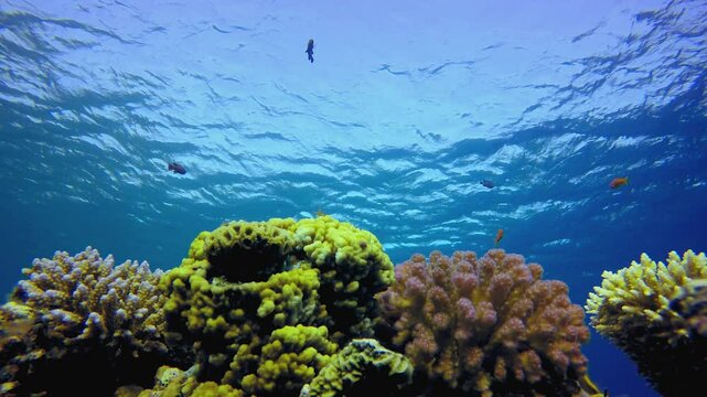 Reef Underwater Coral Garden. Tropical underwater sea fish. Underwater fish reef marine. Underwater sea fish. Coral garden seascape. Reef coral scene.