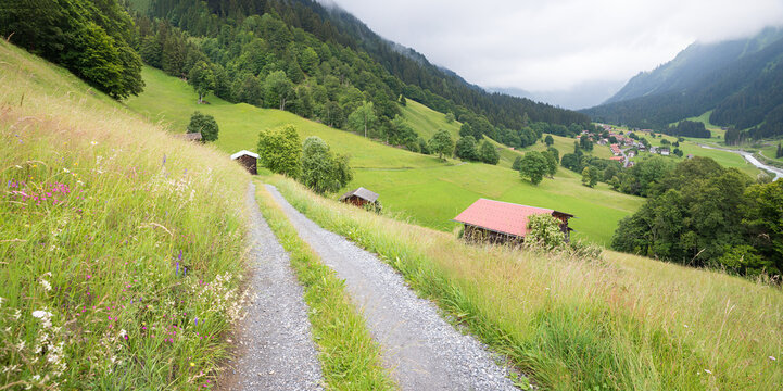 flower meadow beside hiking trail to Monbiel village, near Klosters. landscape Prattigau switzerland canton grisons