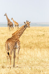 Young Giraffe with Parents