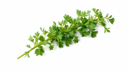 Fototapeta premium Fresh Green Herb Sprig