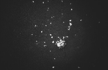 allen Rose with Scattered Petals on