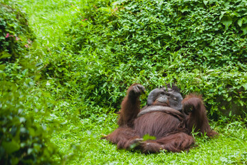 Orangutan is lying down relaxing on the grass