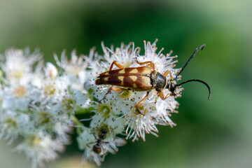Banded longhorn beetle Typocerus velutinus