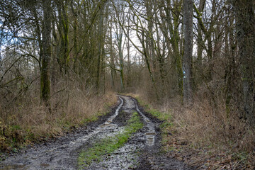 Nasser und matschiger weg im Wald