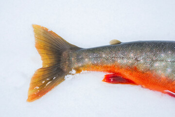 tail of arctic char in the snow