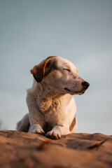 Stray dog laying on the sand