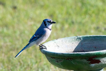 Blue Jay bath