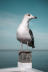 Seagull standing on a post