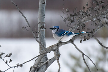 Blue Jay perched in winter tree 