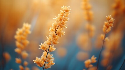 Golden wildflowers in soft focus.