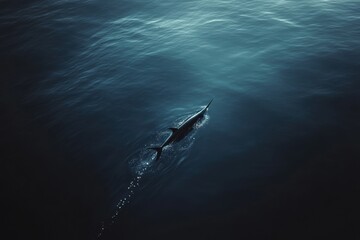 Black Marlin in Deep Blue Ocean Swims Majestically