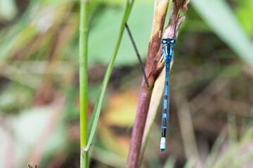 Common blue damselfly Enallagma cyathigerum