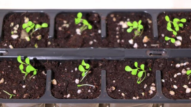 Young lettuce seedlings growing in plastic seed tray with nutrient-rich soil and white perlite for proper drainage.