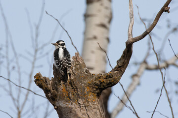 Downy Woodpecker looking back