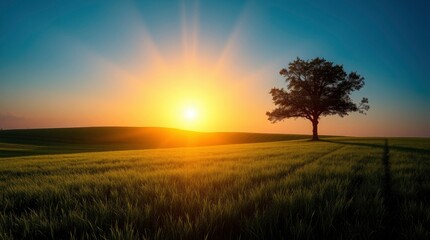 Fototapeta premium sunset over wheat field