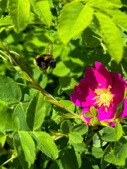 Bee flying to a flower