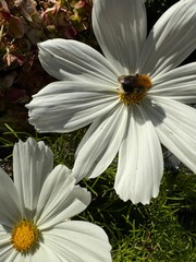 Fototapeta premium White daisy with a bee