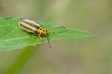 Goldenrod Leaf beetle Trirhabda canadensis