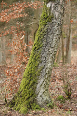viel Moos an der Baumrinde der Birke