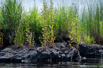 Mimulus ringens (Allegheny monkeyflower)