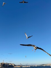 Seagulls soar across a clear blue sky over Istanbul's scenic waterfront. The urban skyline and Bosphorus strait create a perfect harmony of nature and city life