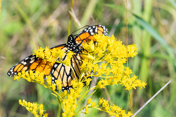 Monarch butterfly on golden rod open wings