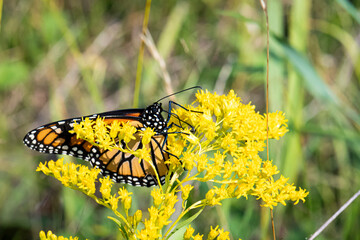 Monarch butterfly on golden rod