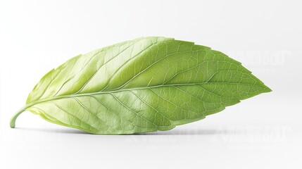Obraz premium A single green leaf on a white background.