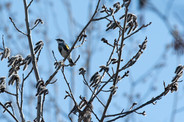 Fototapeta premium Myrtle yellow-rumped warbler perched