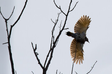 Northern Flicker underside